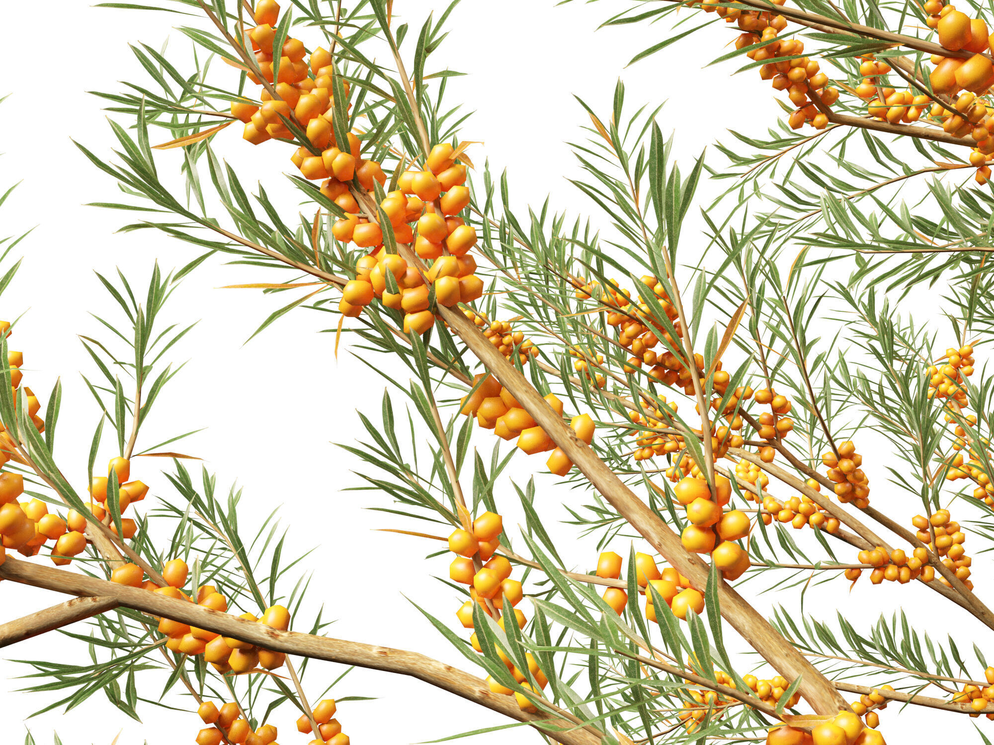 HighPoly LowPoly - Hippophae rhamnoides - Sea buckthor Low-poly 3D model_3