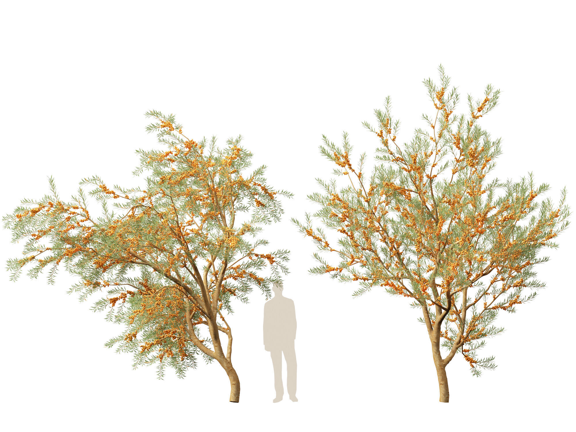 HighPoly LowPoly - Hippophae rhamnoides - Sea buckthor Low-poly 3D model_8