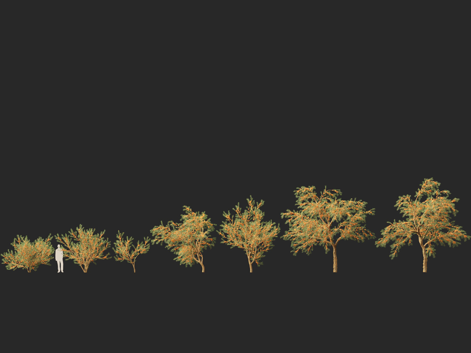 HighPoly LowPoly - Hippophae rhamnoides - Sea buckthor Low-poly 3D model_5