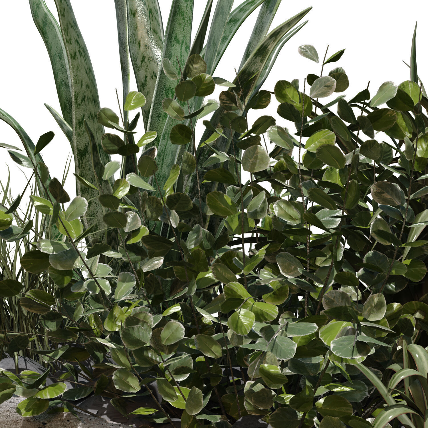 plant in vase set 526 3D model_2