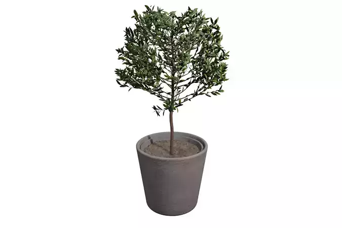 Potted Bay Laurel Tree Free 3D model