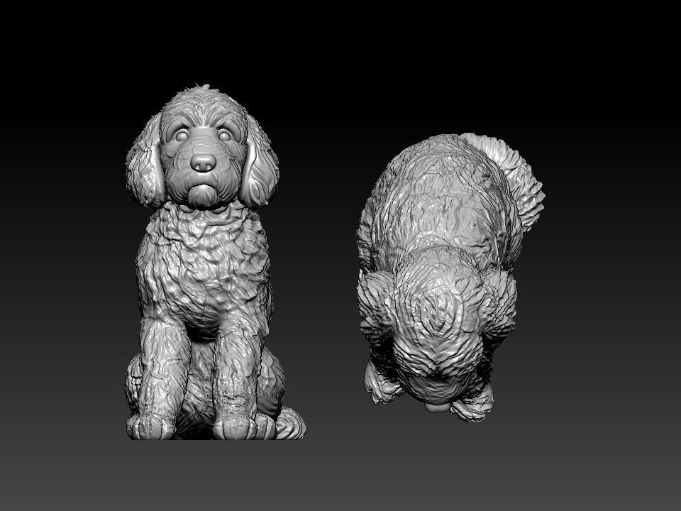 Goldendoodle Dog - Doodle Dog model - statue - 3D print 3D print model_2