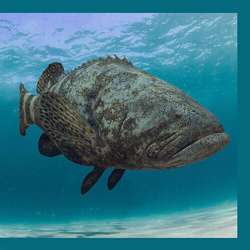 Most Real Goliath Grouper - 8k - 3d animated Low-poly 3D model