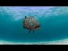 Most Real Goliath Grouper - 8k - 3d animated Low-poly 3D model_1