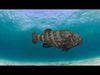 Most Real Goliath Grouper - 8k - 3d animated Low-poly 3D model_4