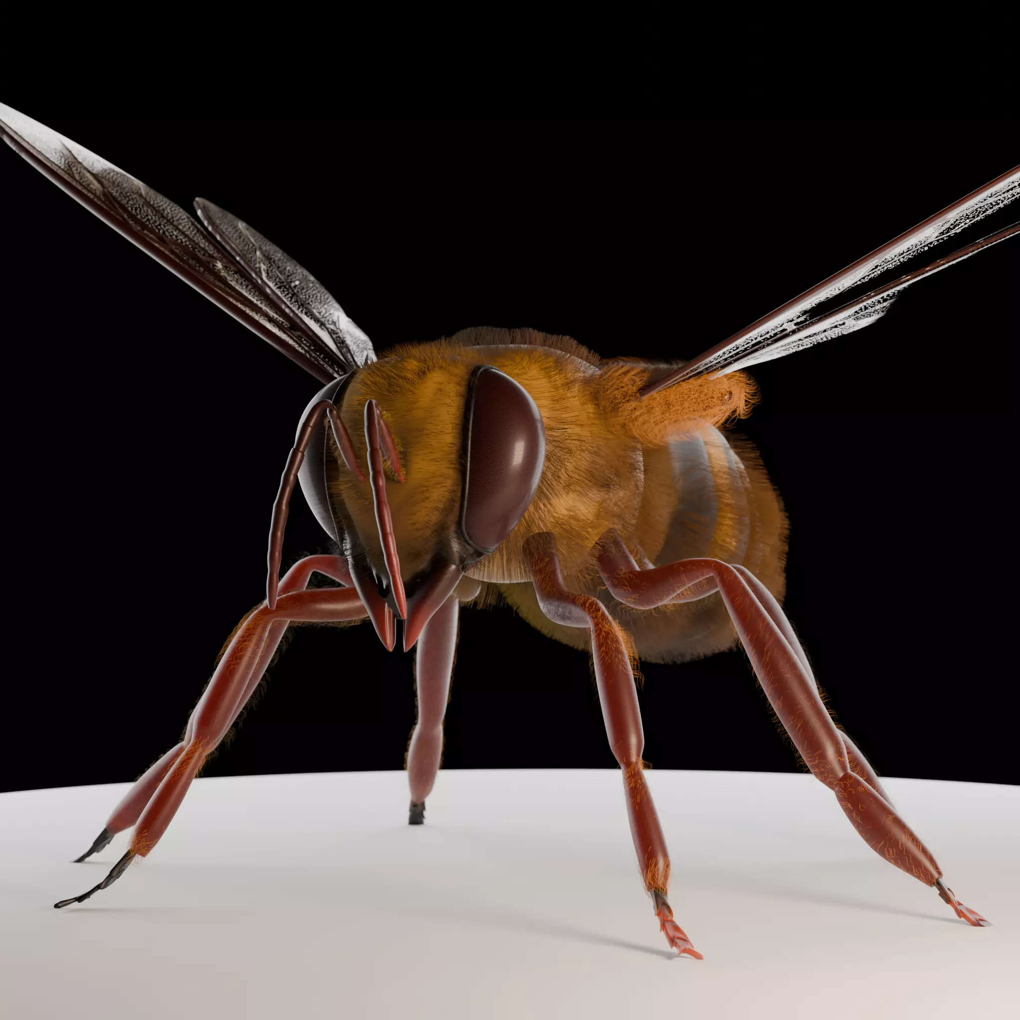 Bee 3D Model 3D model_0