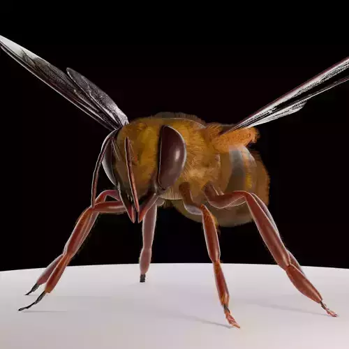 Bee 3D Model