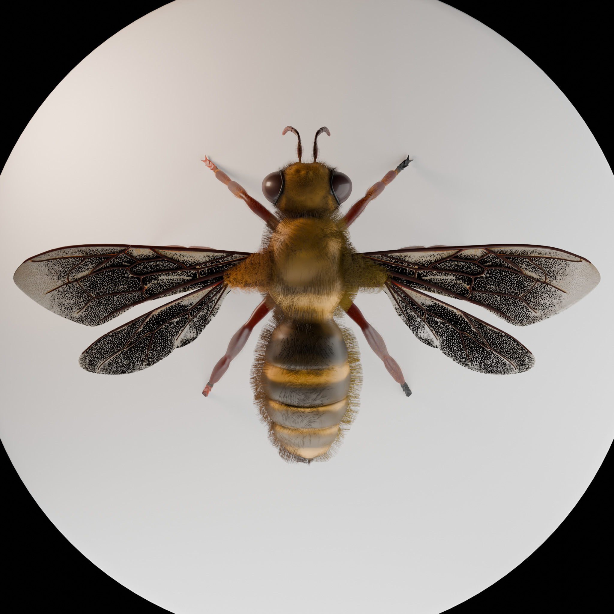 Bee 3D Model 3D model_1