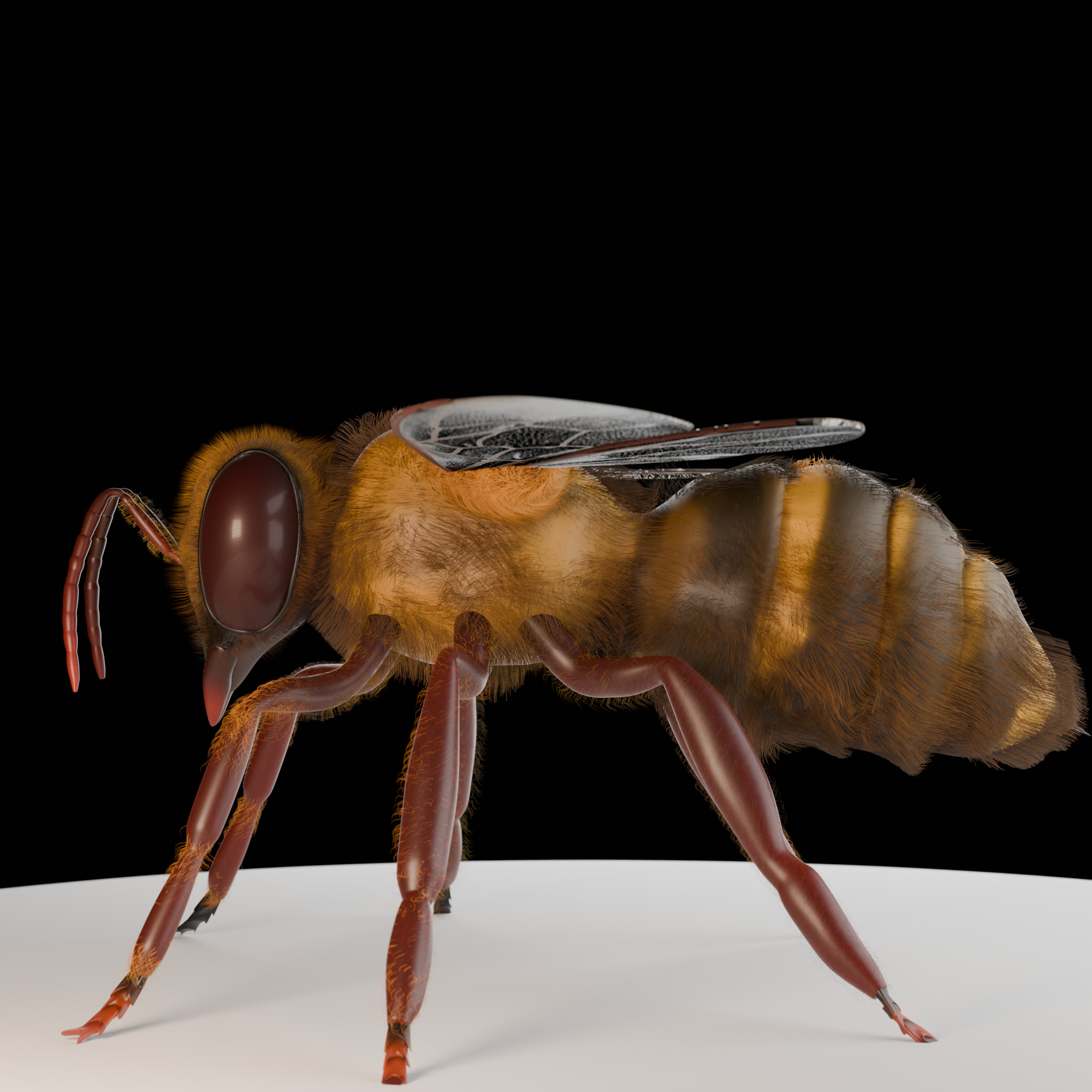 Bee 3D Model 3D model_3