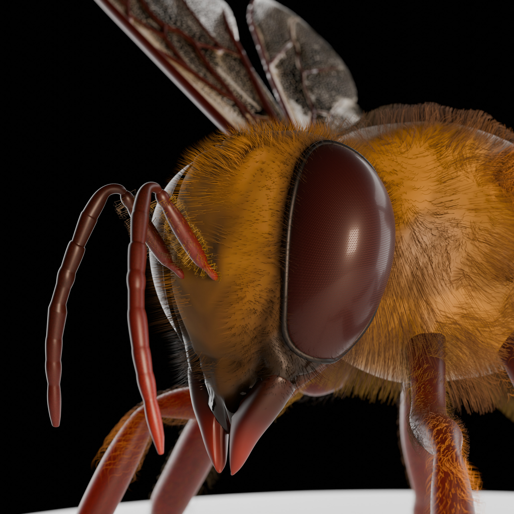 Bee 3D Model 3D model_2