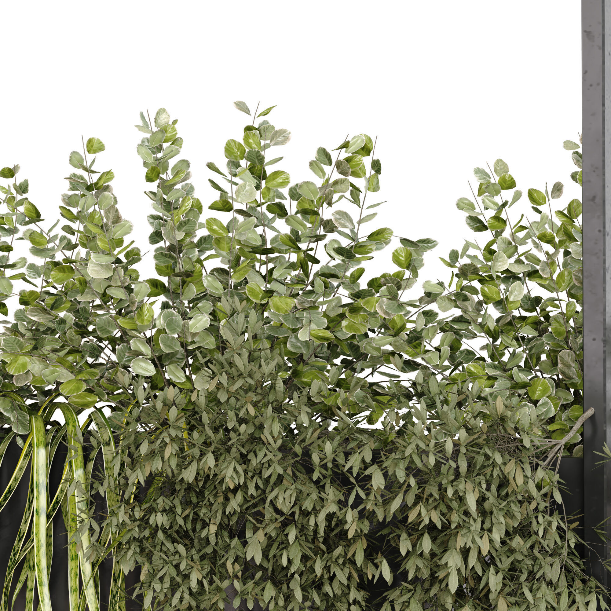 green plant ceilling box set 531 3D model_1