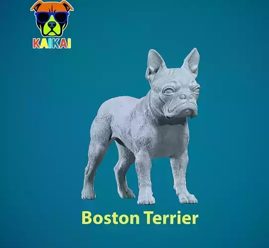 Boston Bull Terrier Dog - American gentleman model - 3D print