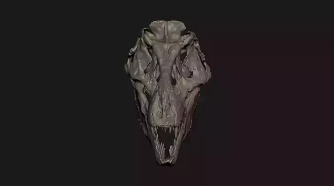 T-Rex Skull 3D Model - 3D Print Dinosaur Fossil Scan
