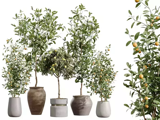 AV Indoor plants set 214 home fruit trees