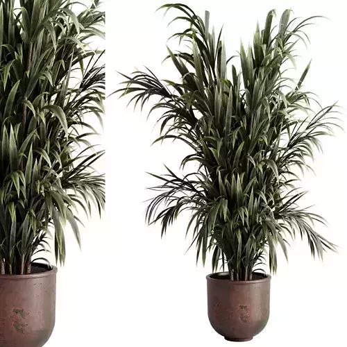 kentia palm Plant in a old metal pot - set indoor plant 630