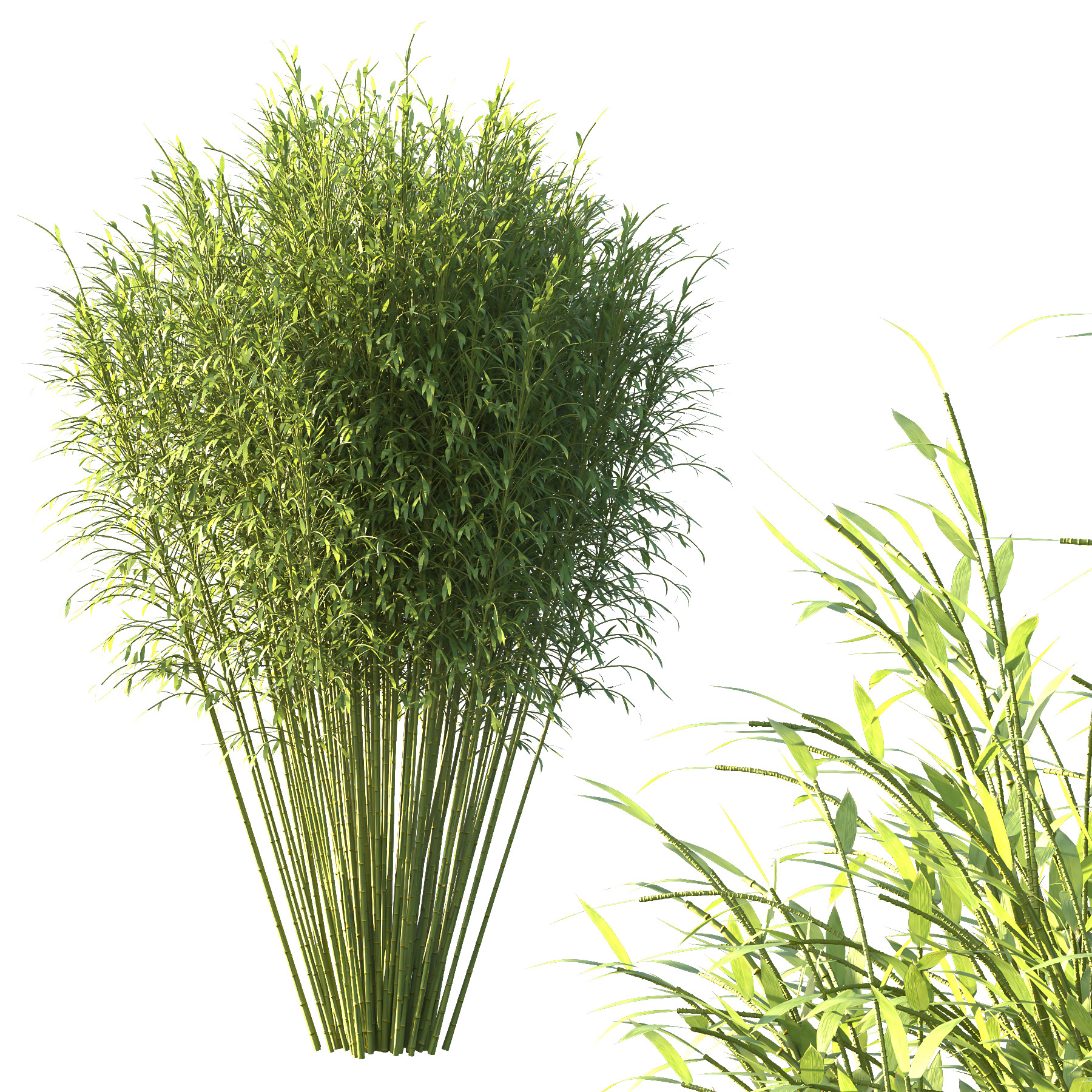 Bamboo Bambusoideae Tree 05 3D model_1