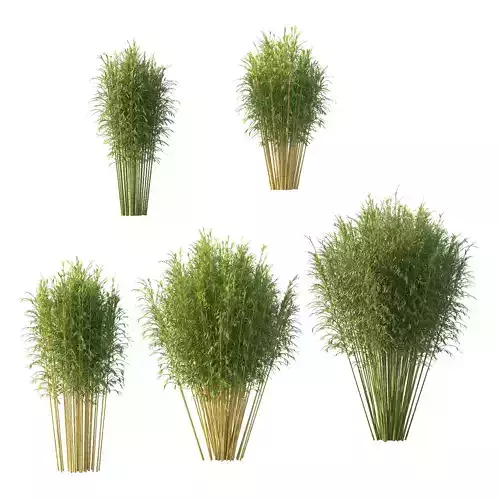 Bamboo Bambusoideae Tree 05 3D model