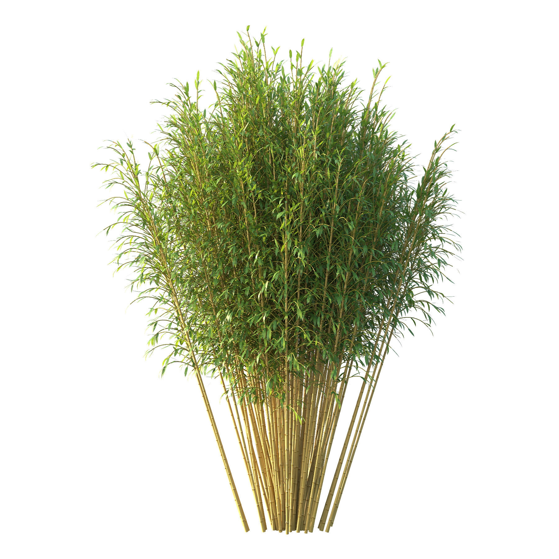 Bamboo Bambusoideae Tree 05 3D model_2