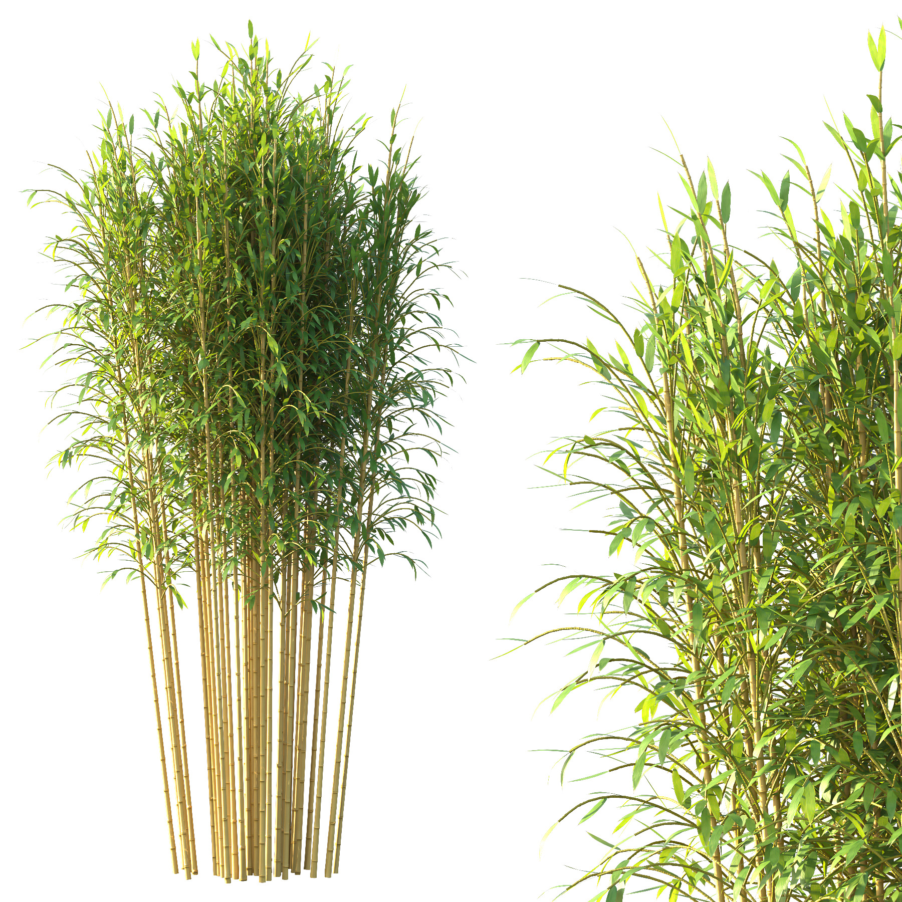 Bamboo Bambusoideae Tree 05 3D model_4
