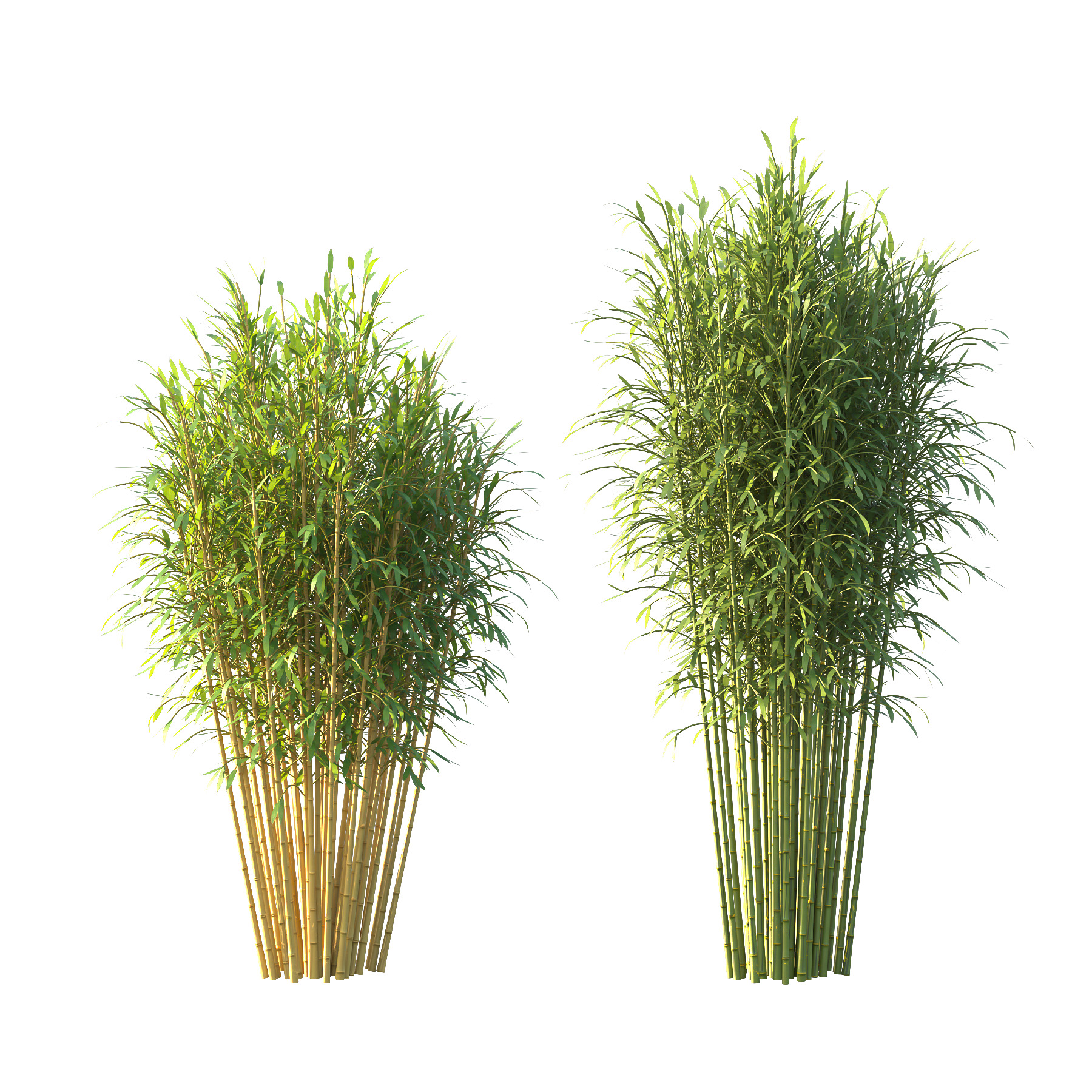 Bamboo Bambusoideae Tree 05 3D model_3