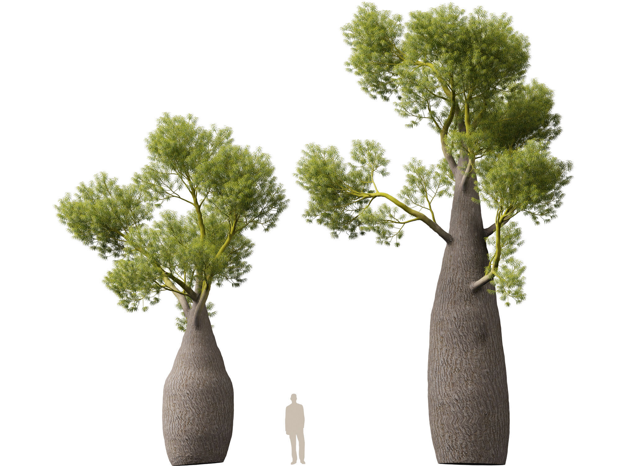 High-LowPoly -  Brachychiton Rupestris - Queensland Bottle Tree Low-poly 3D model_9