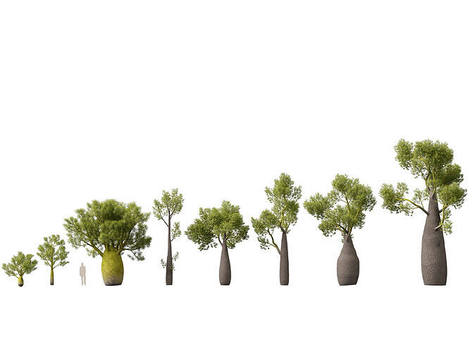 High-LowPoly -  Brachychiton Rupestris - Queensland Bottle Tree Low-poly 3D model