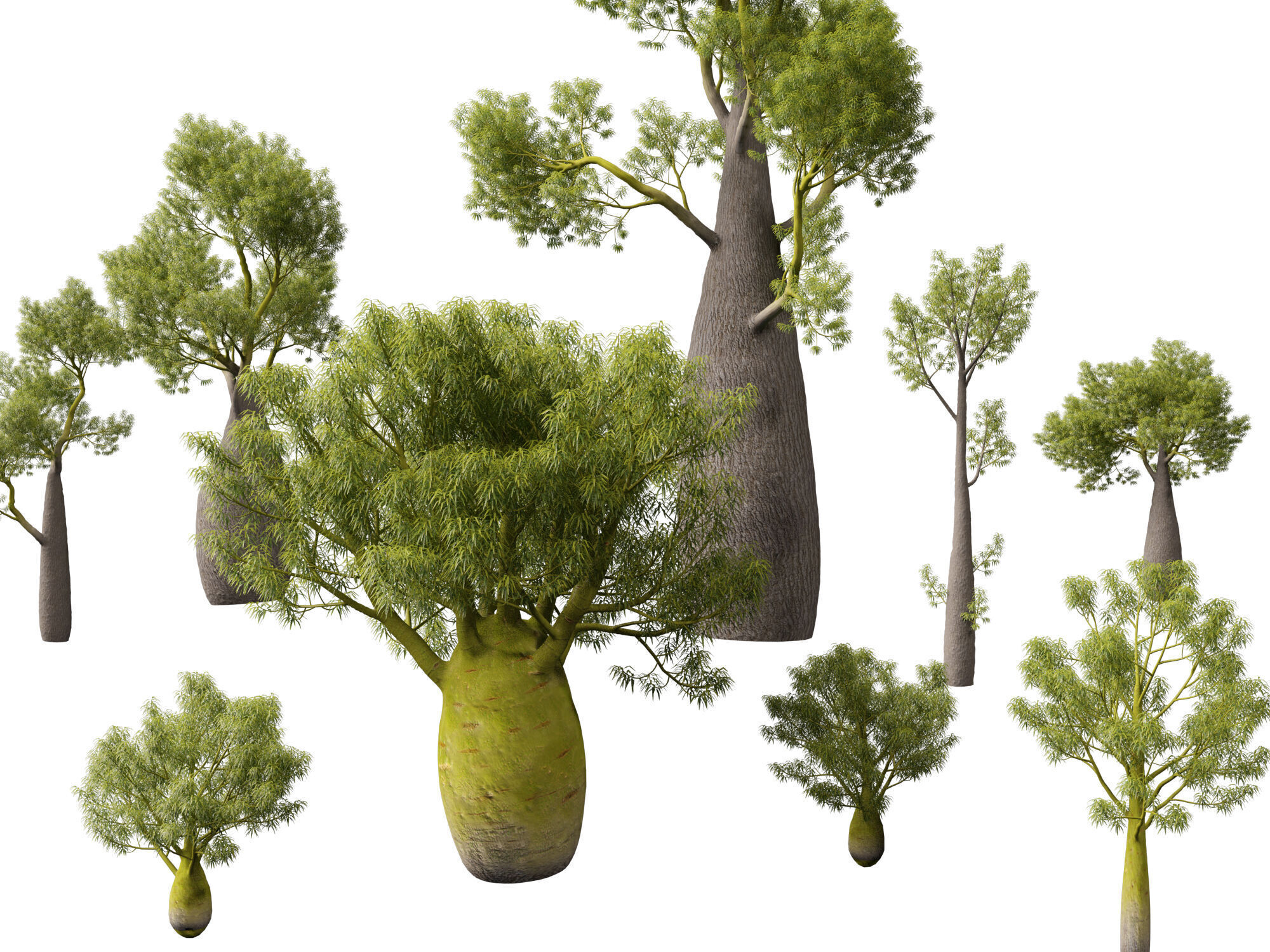 High-LowPoly -  Brachychiton Rupestris - Queensland Bottle Tree Low-poly 3D model_11