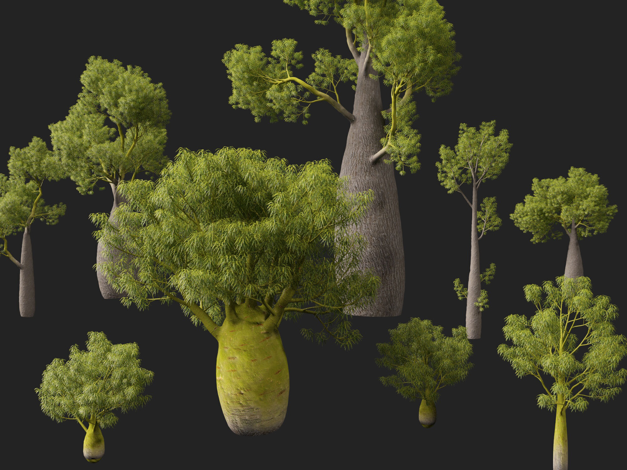 High-LowPoly -  Brachychiton Rupestris - Queensland Bottle Tree Low-poly 3D model_1