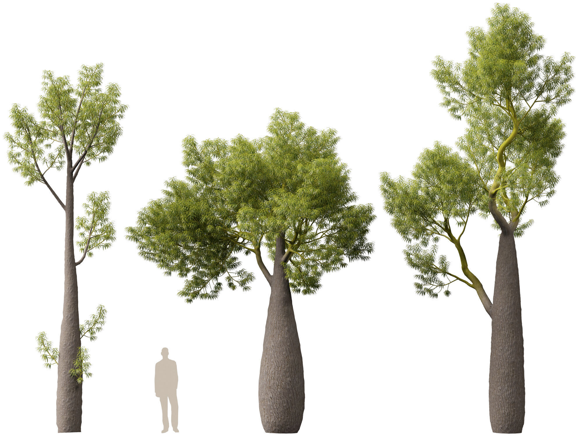 High-LowPoly -  Brachychiton Rupestris - Queensland Bottle Tree Low-poly 3D model_7