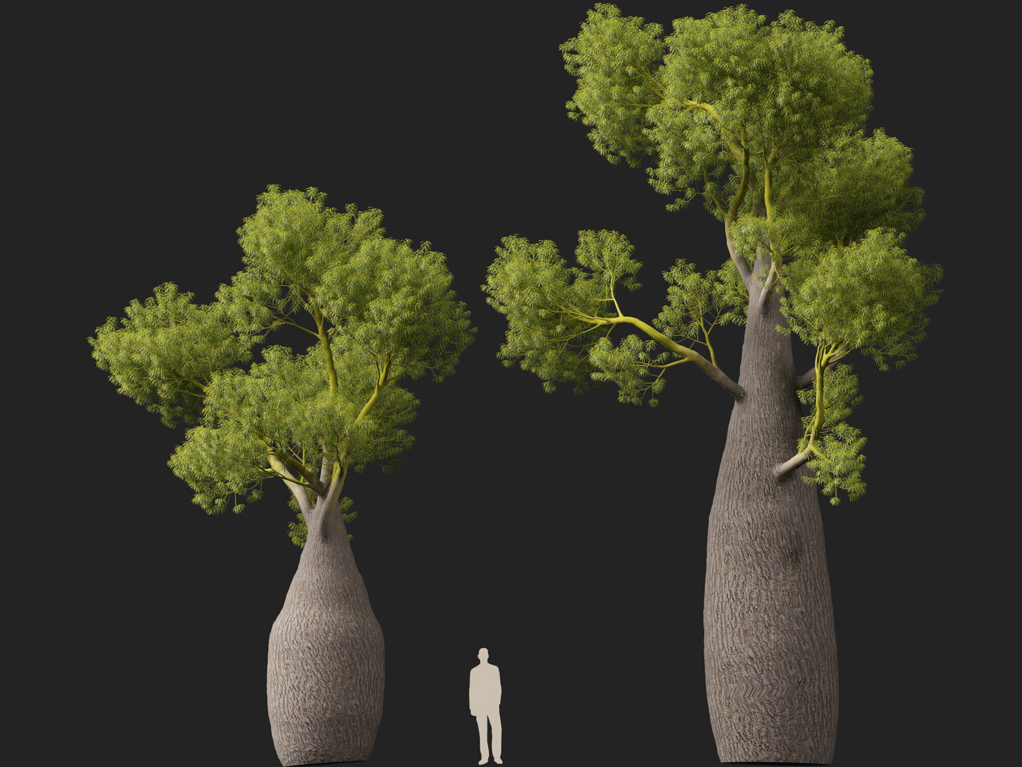 High-LowPoly -  Brachychiton Rupestris - Queensland Bottle Tree Low-poly 3D model_10