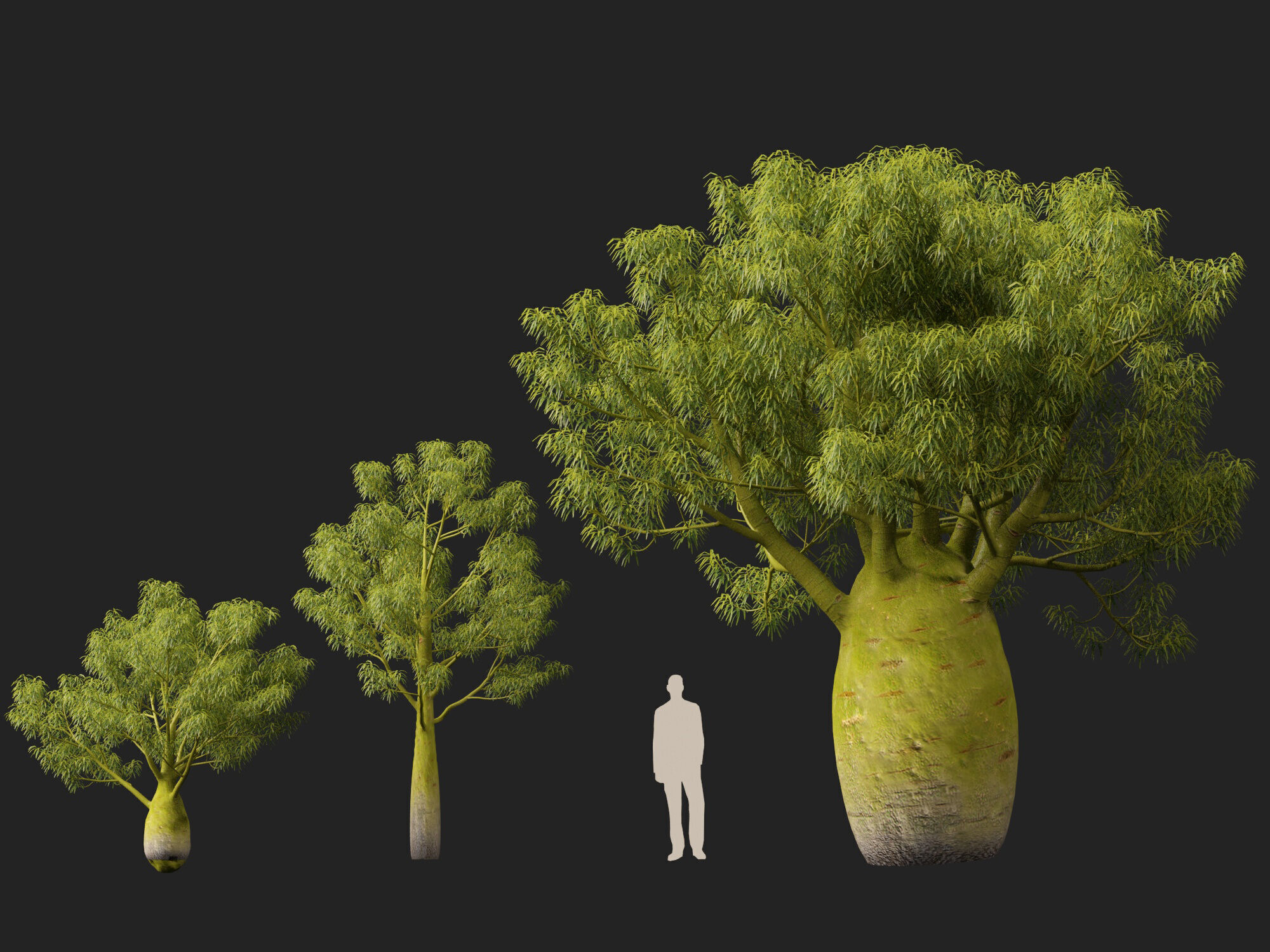 High-LowPoly -  Brachychiton Rupestris - Queensland Bottle Tree Low-poly 3D model_6