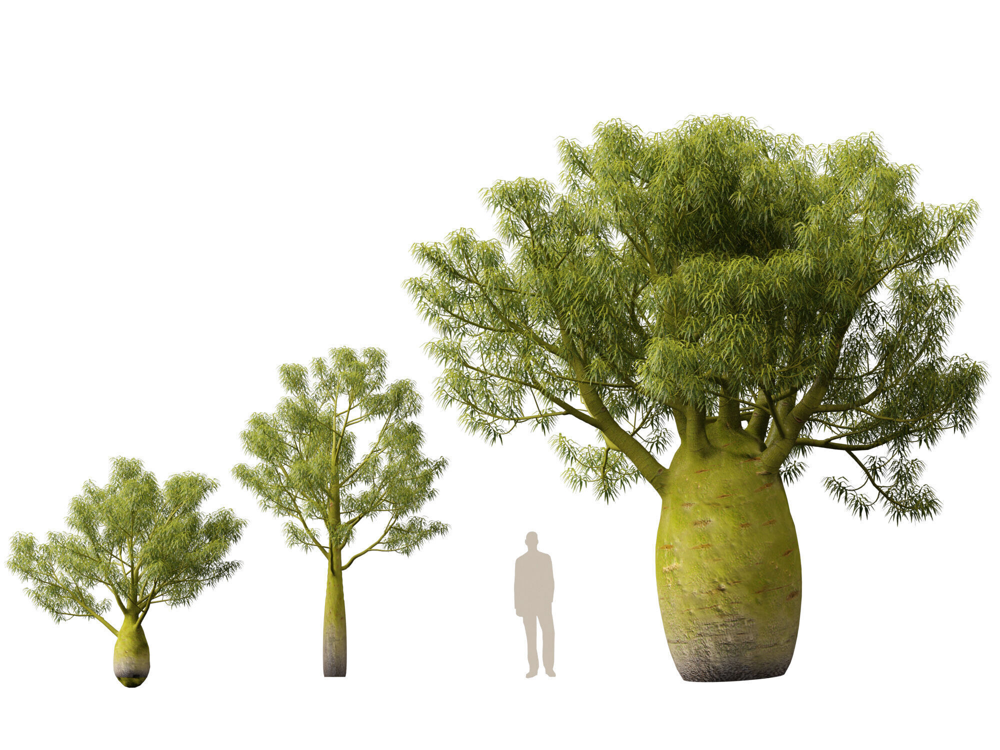 High-LowPoly -  Brachychiton Rupestris - Queensland Bottle Tree Low-poly 3D model_5