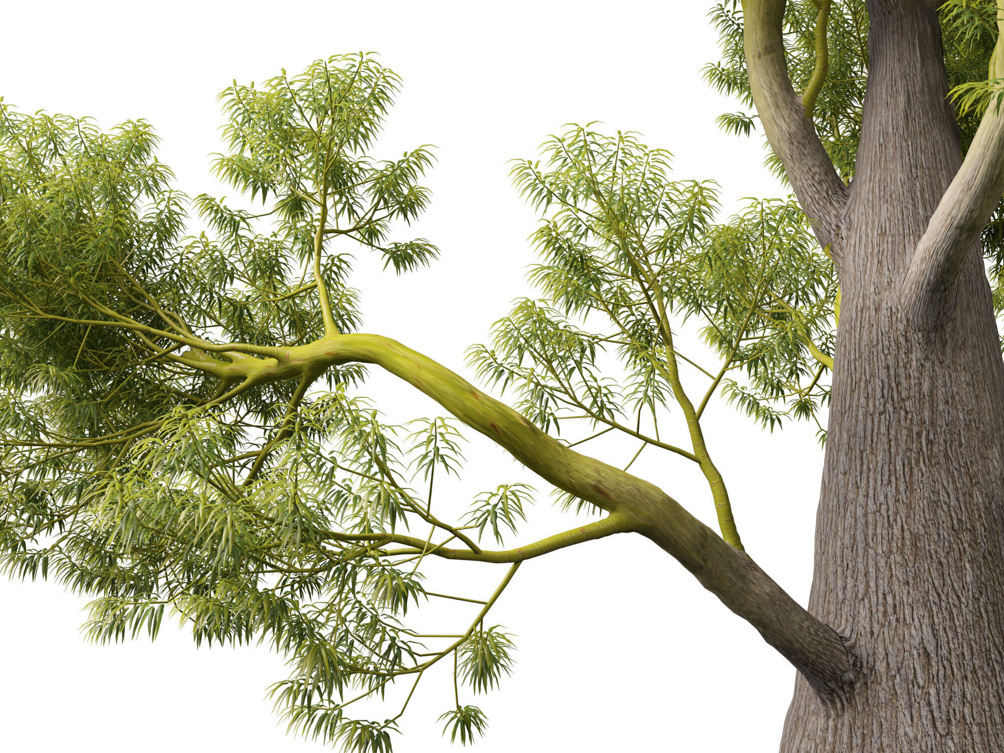 High-LowPoly -  Brachychiton Rupestris - Queensland Bottle Tree Low-poly 3D model_2