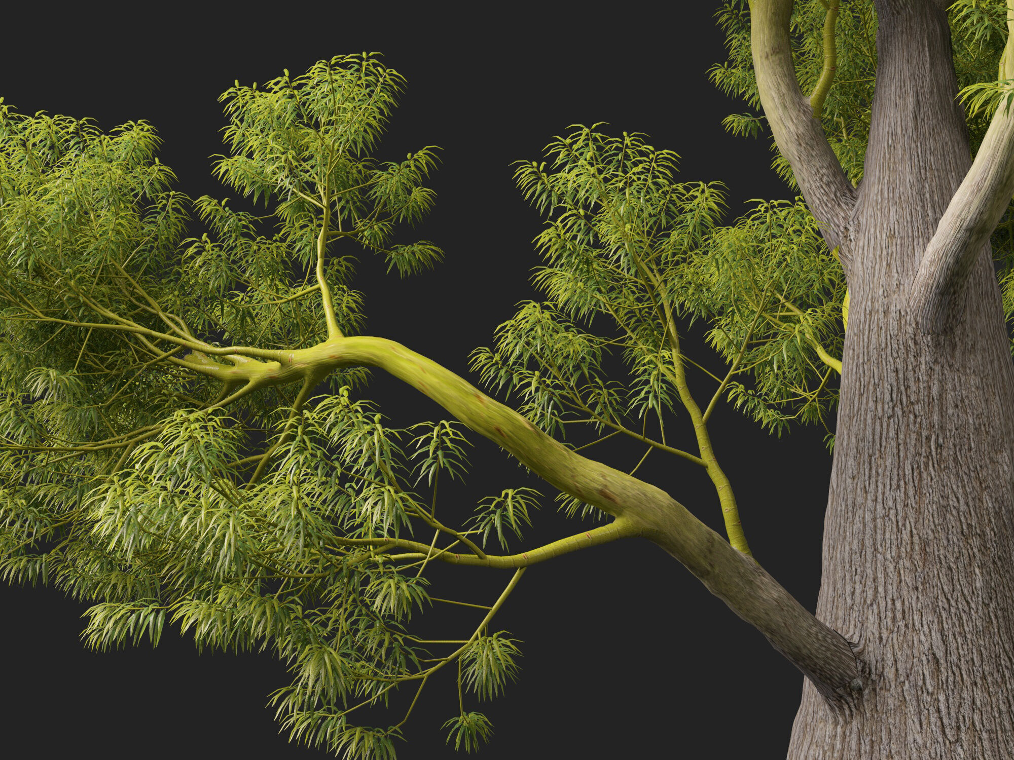 High-LowPoly -  Brachychiton Rupestris - Queensland Bottle Tree Low-poly 3D model_3