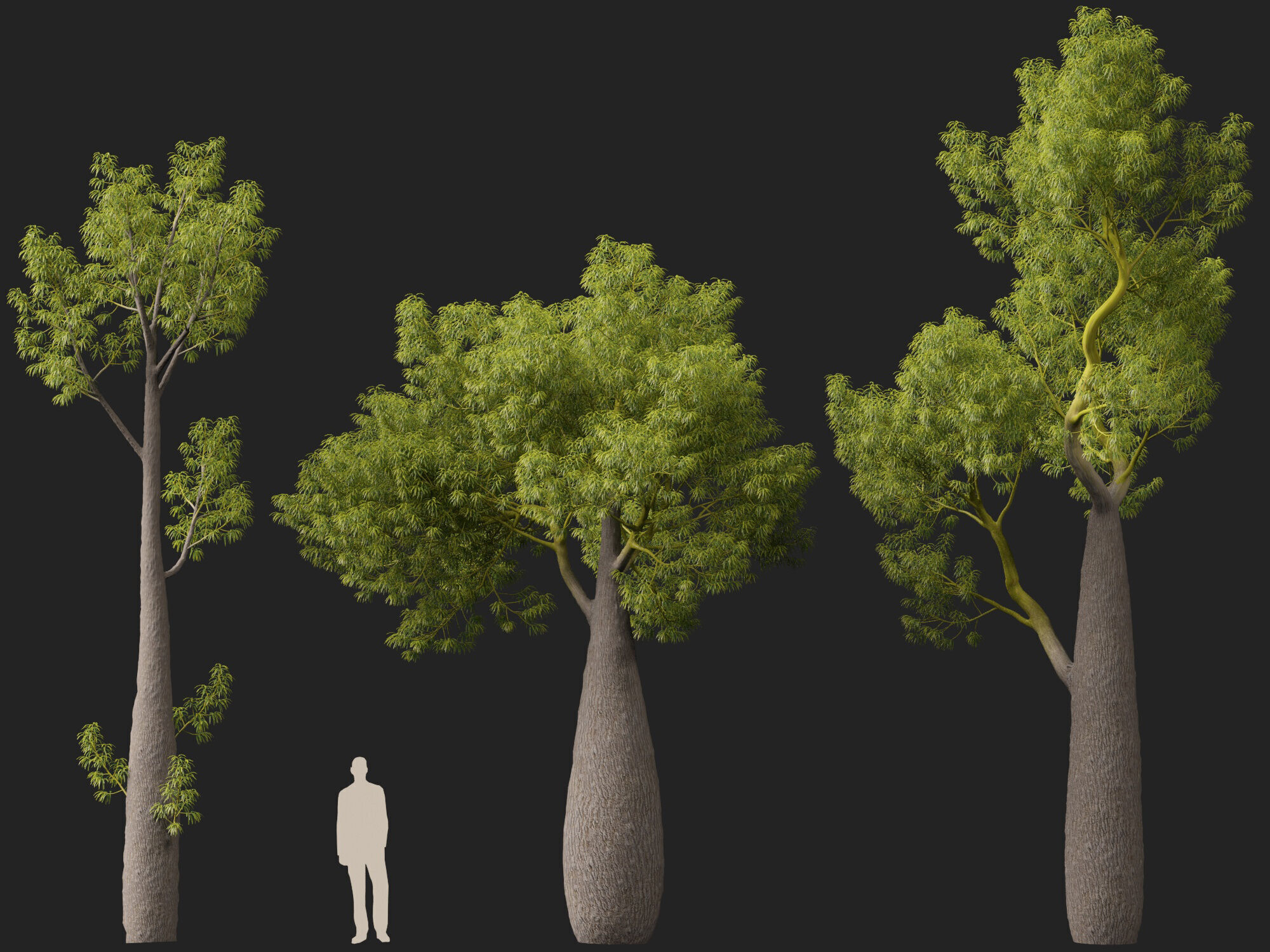 High-LowPoly -  Brachychiton Rupestris - Queensland Bottle Tree Low-poly 3D model_8