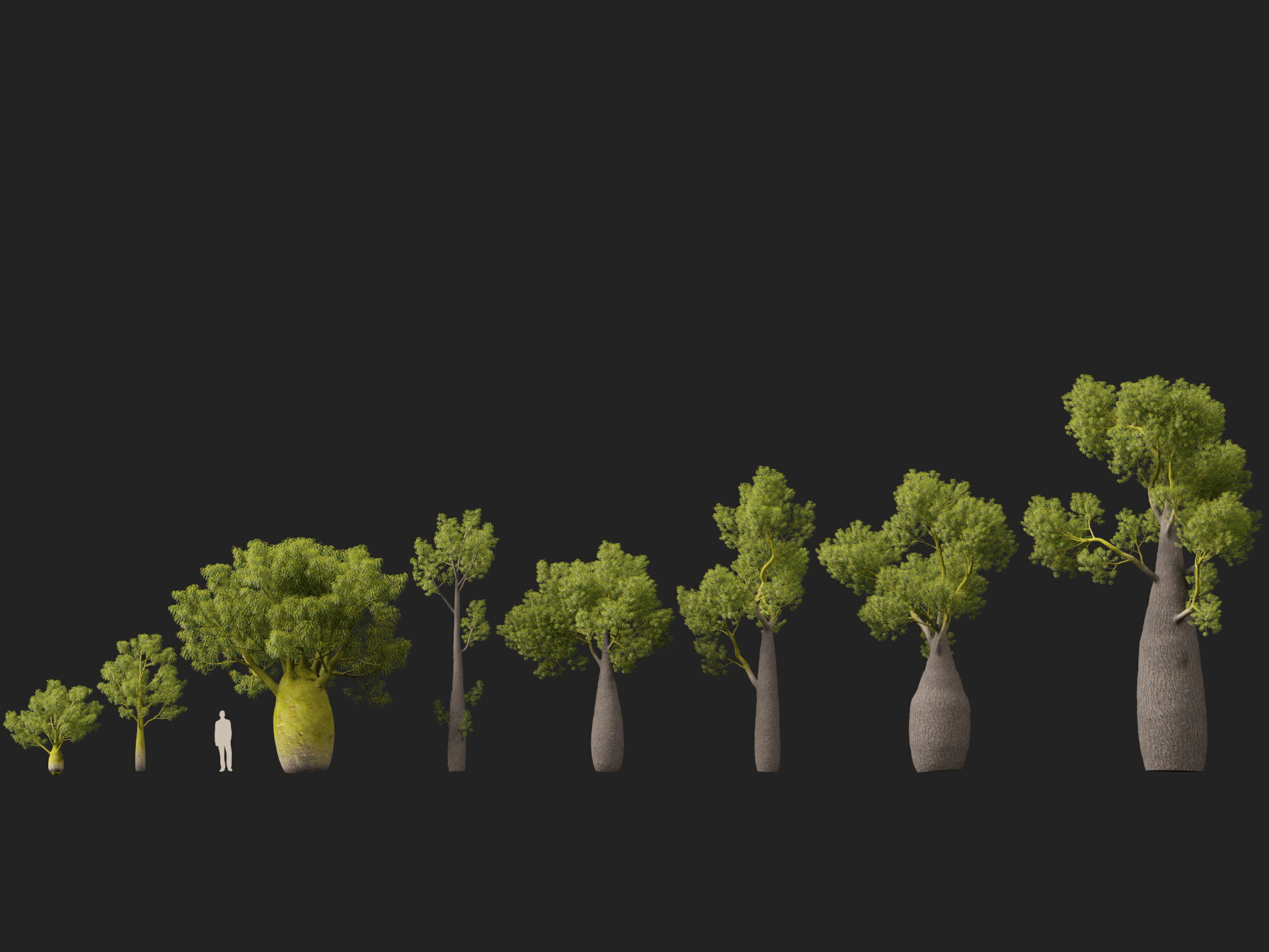 High-LowPoly -  Brachychiton Rupestris - Queensland Bottle Tree Low-poly 3D model_4