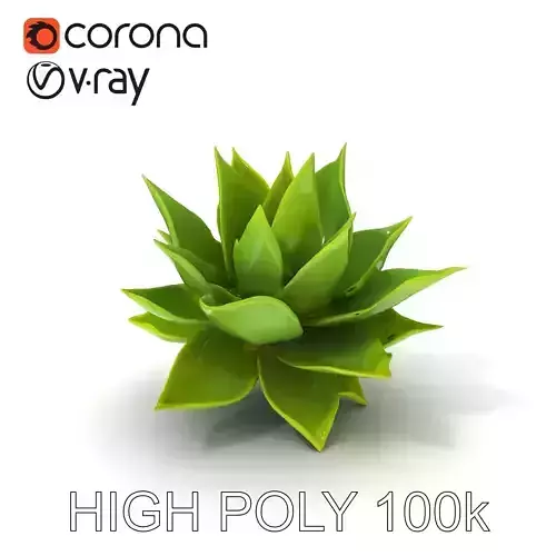 Succulent Plant Model Pack for Realistic Rendering and Animation