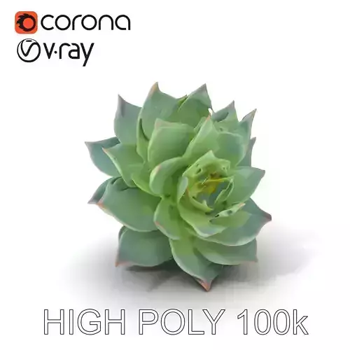 Succulent Plant Model Pack for D Rendering and Games Low-poly 3D model