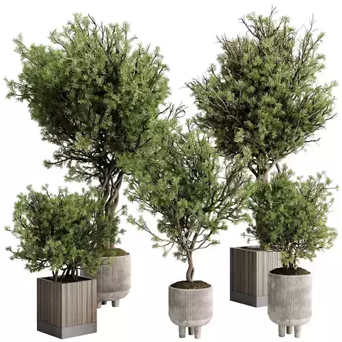 Tree Plant pine in a stand concrete pot  631 corona