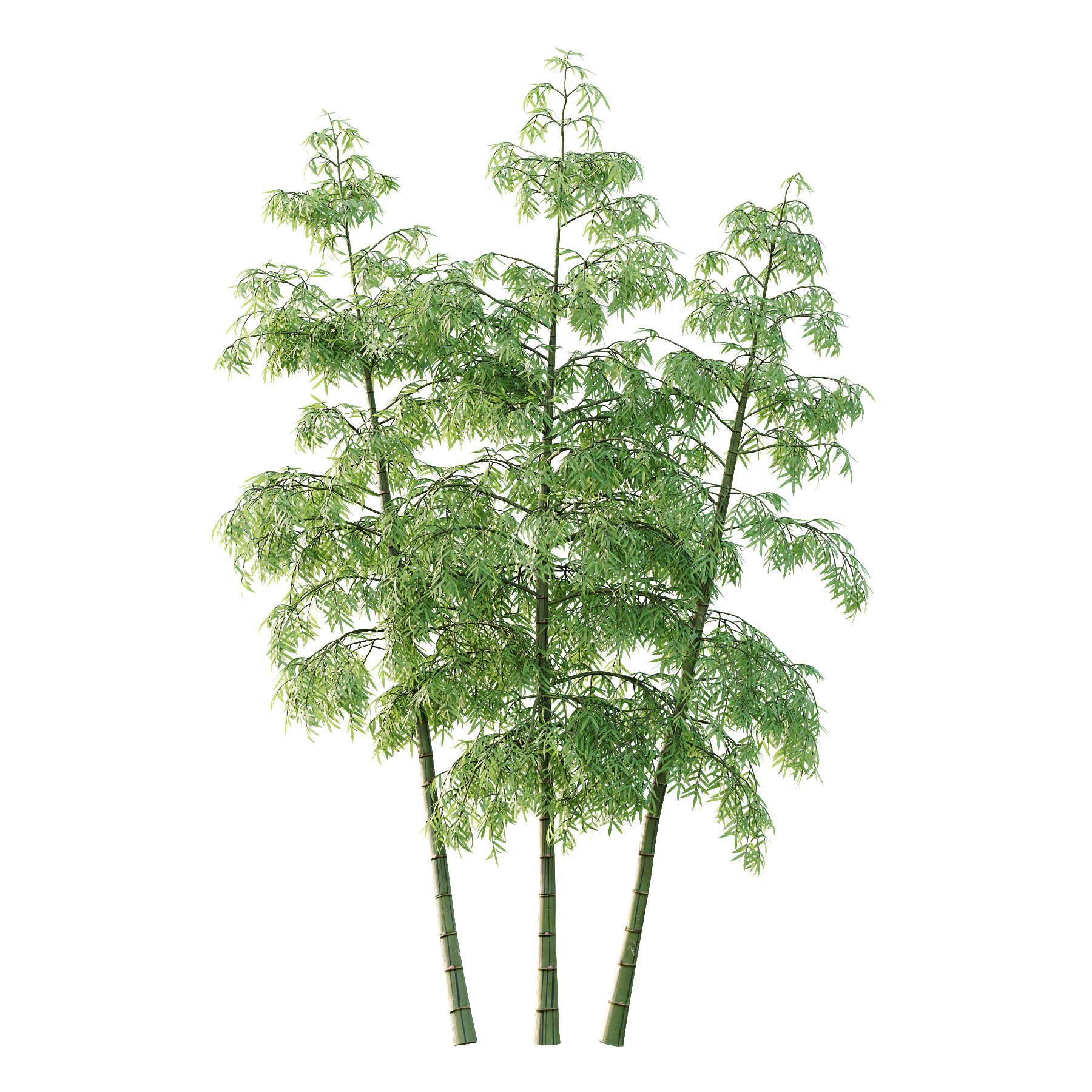 Bamboo Bambusoideae Tree 06 3D model_1