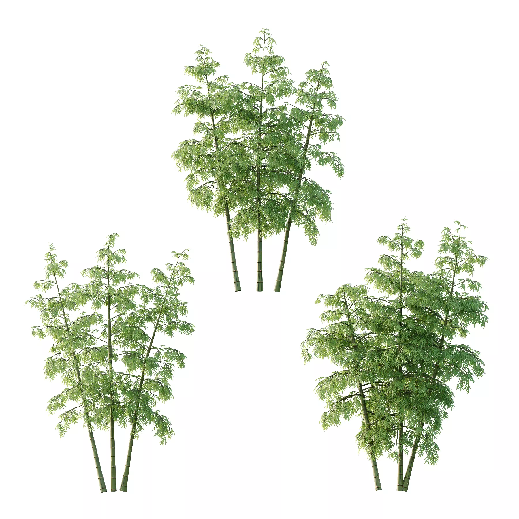 Bamboo Bambusoideae Tree 06 3D model_0
