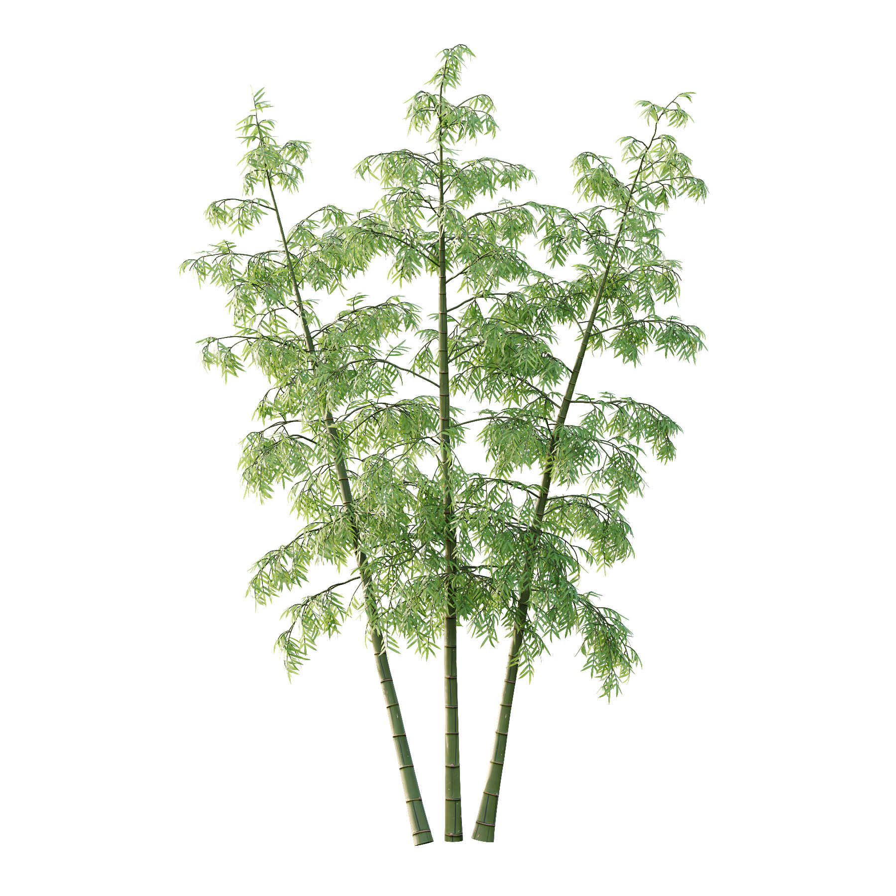 Bamboo Bambusoideae Tree 06 3D model_4