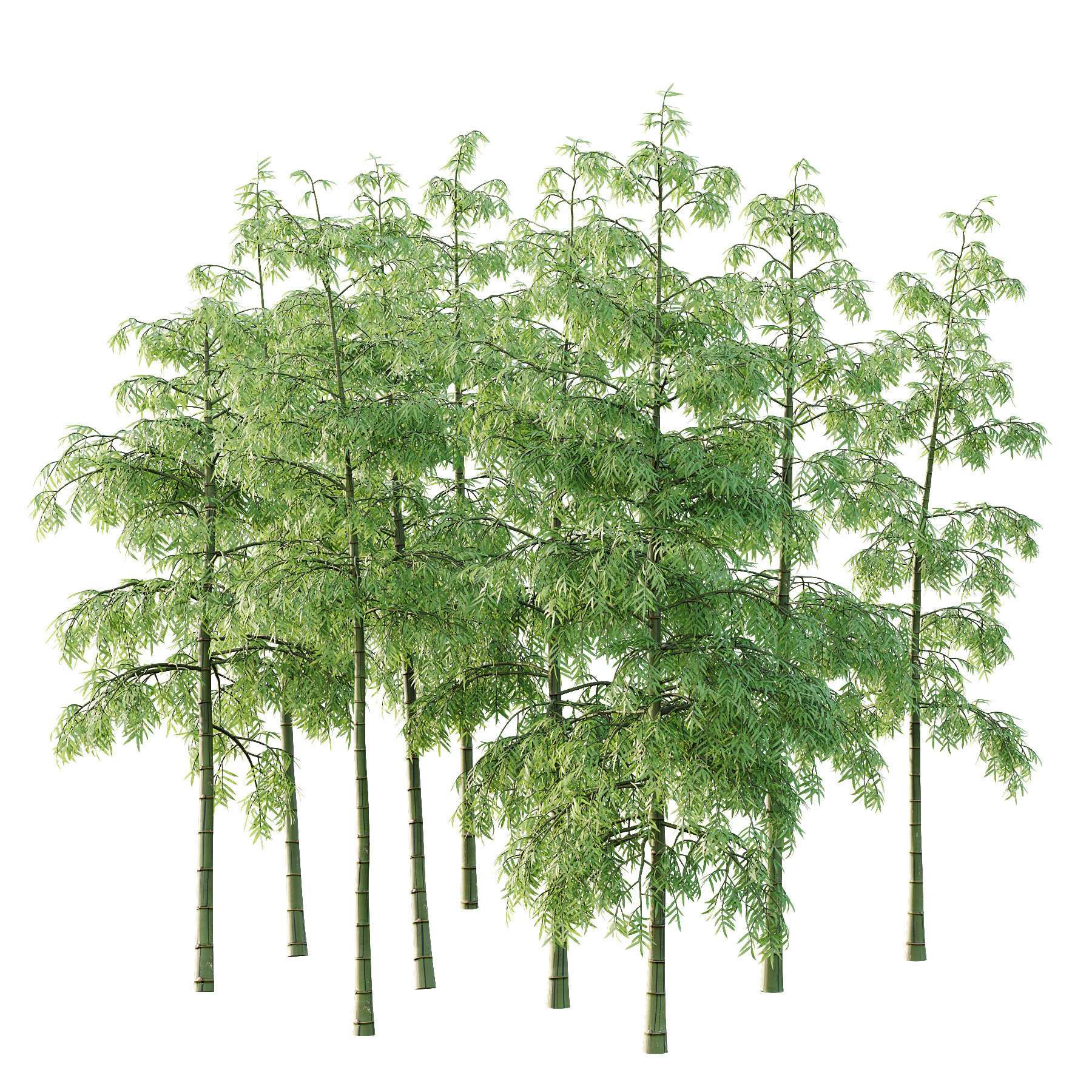 Bamboo Bambusoideae Tree 06 3D model_2