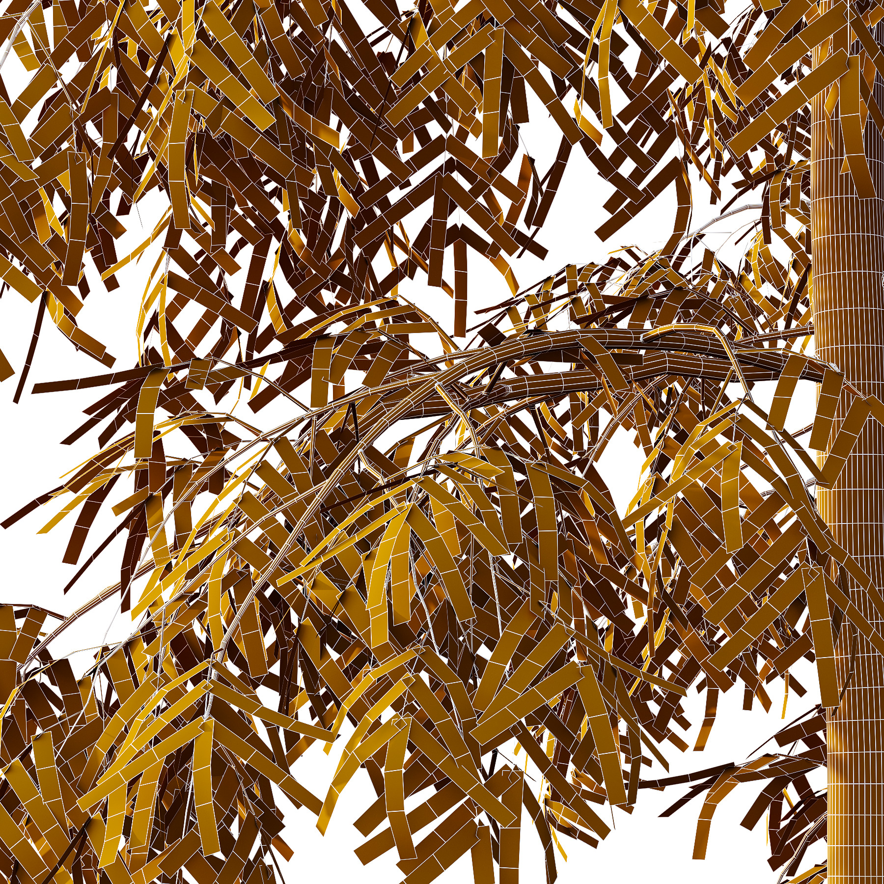 Bamboo Bambusoideae Tree 06 3D model_5