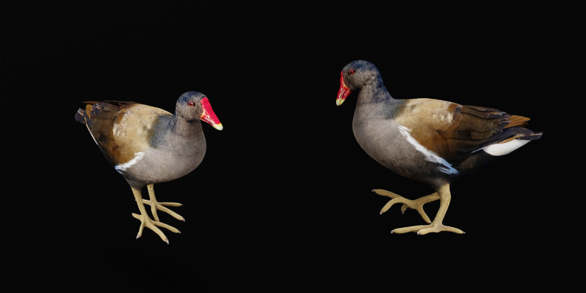 Moorhen Water Bird Low-poly 3D model_14