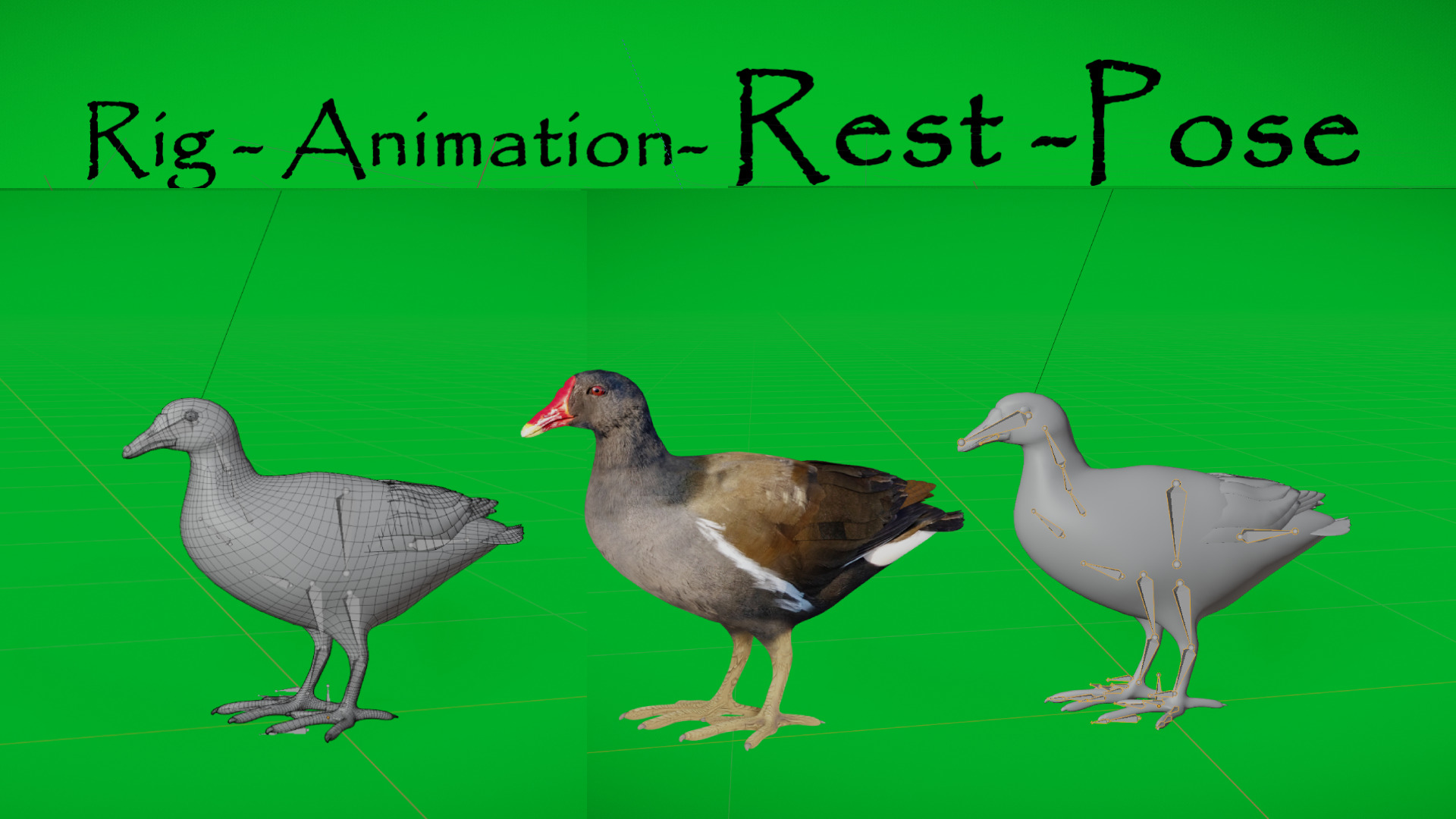 Moorhen Water Bird Low-poly 3D model_5