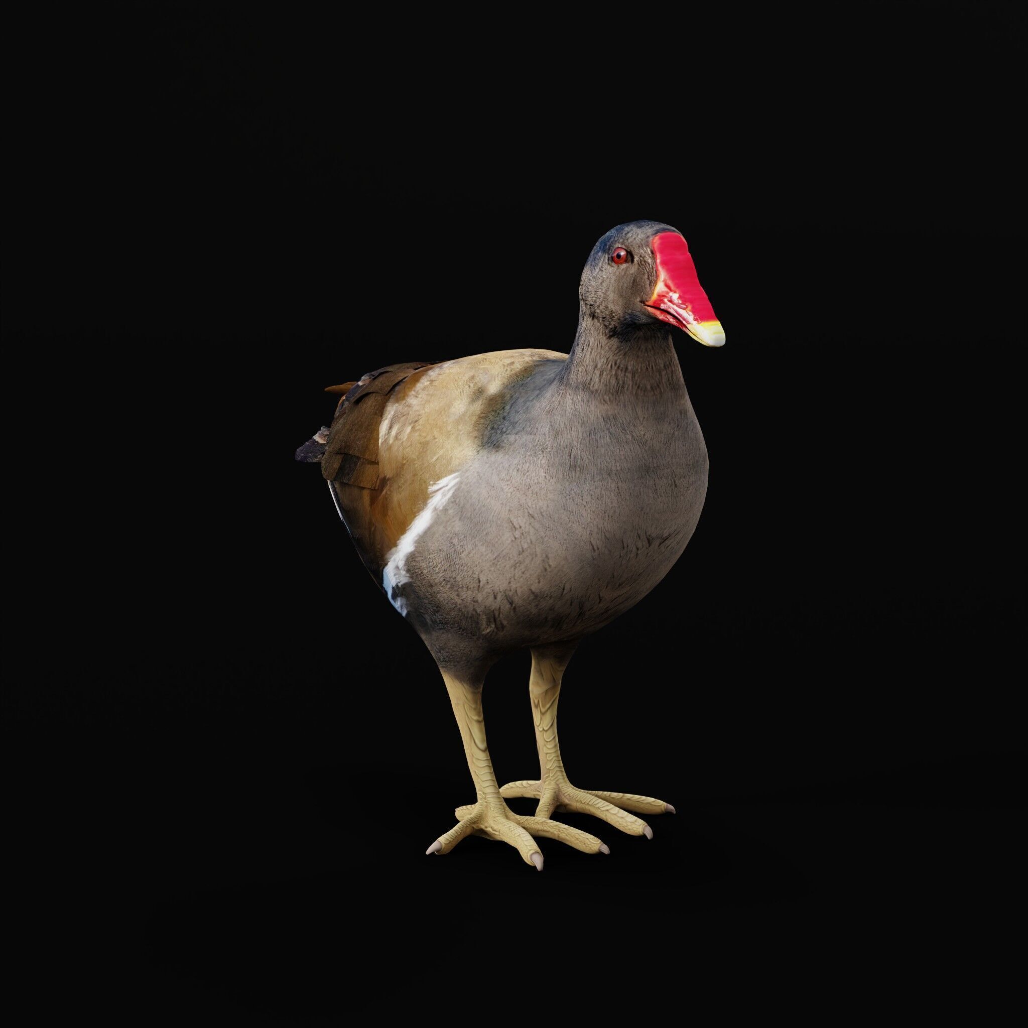 Moorhen Water Bird Low-poly 3D model_39