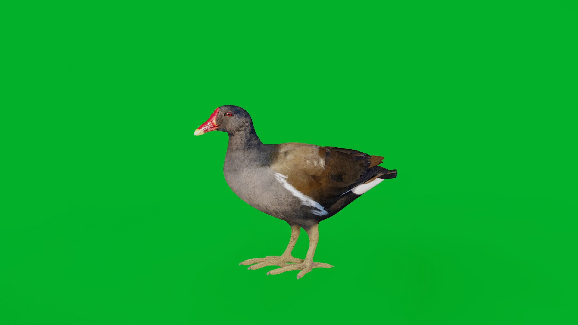 Moorhen Water Bird Low-poly 3D model_2