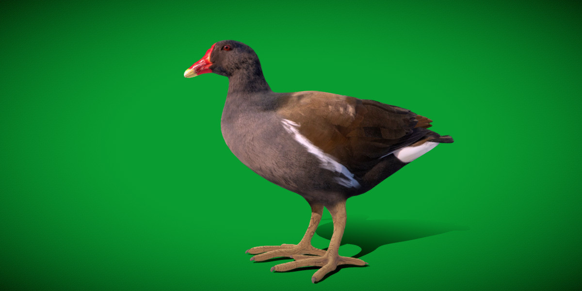 Moorhen Water Bird Low-poly 3D model_29