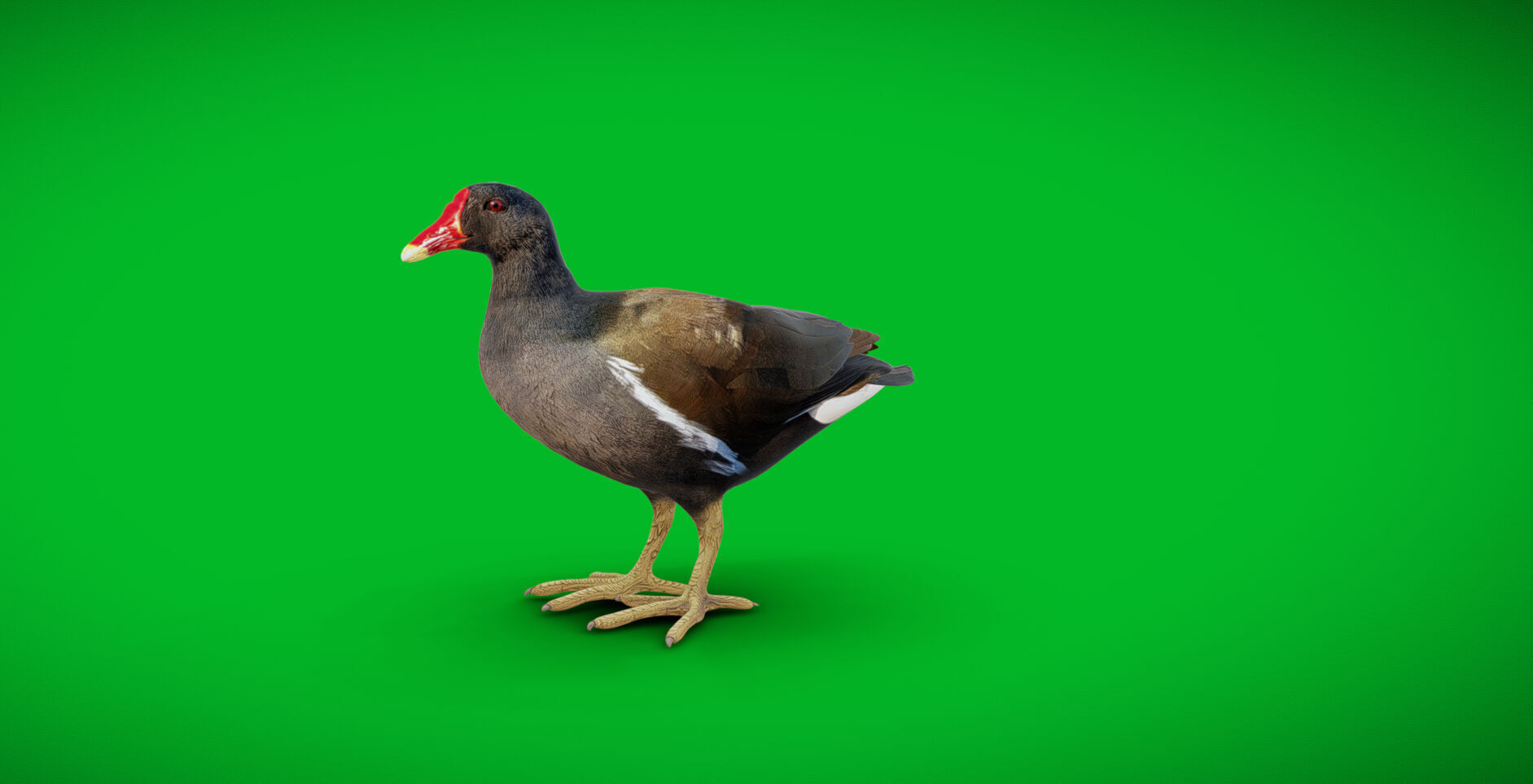 Moorhen Water Bird Low-poly 3D model_3